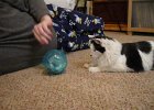 SuperBowl